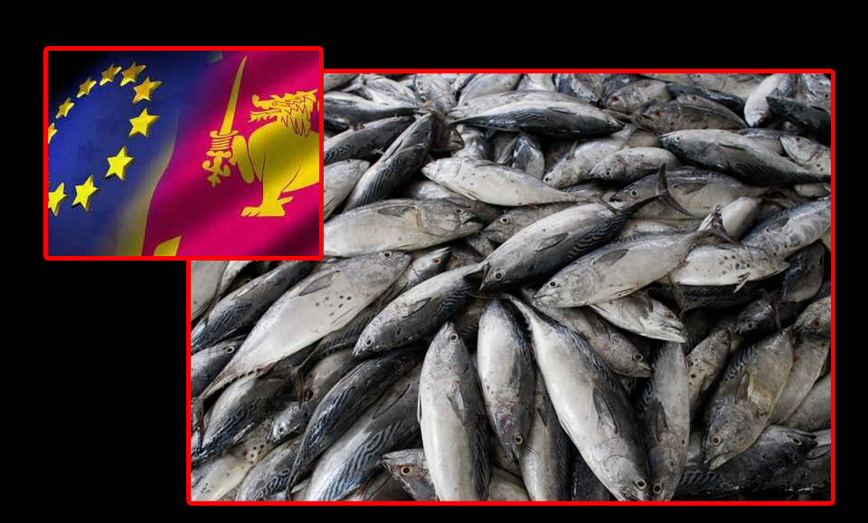 EU-ban-on-Sri-Lankan-fish-exports-comple
