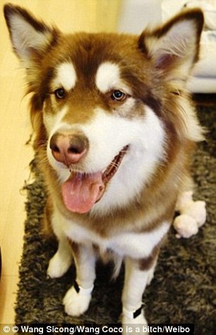 3895199D00000578-3796892-image-m-15_1474