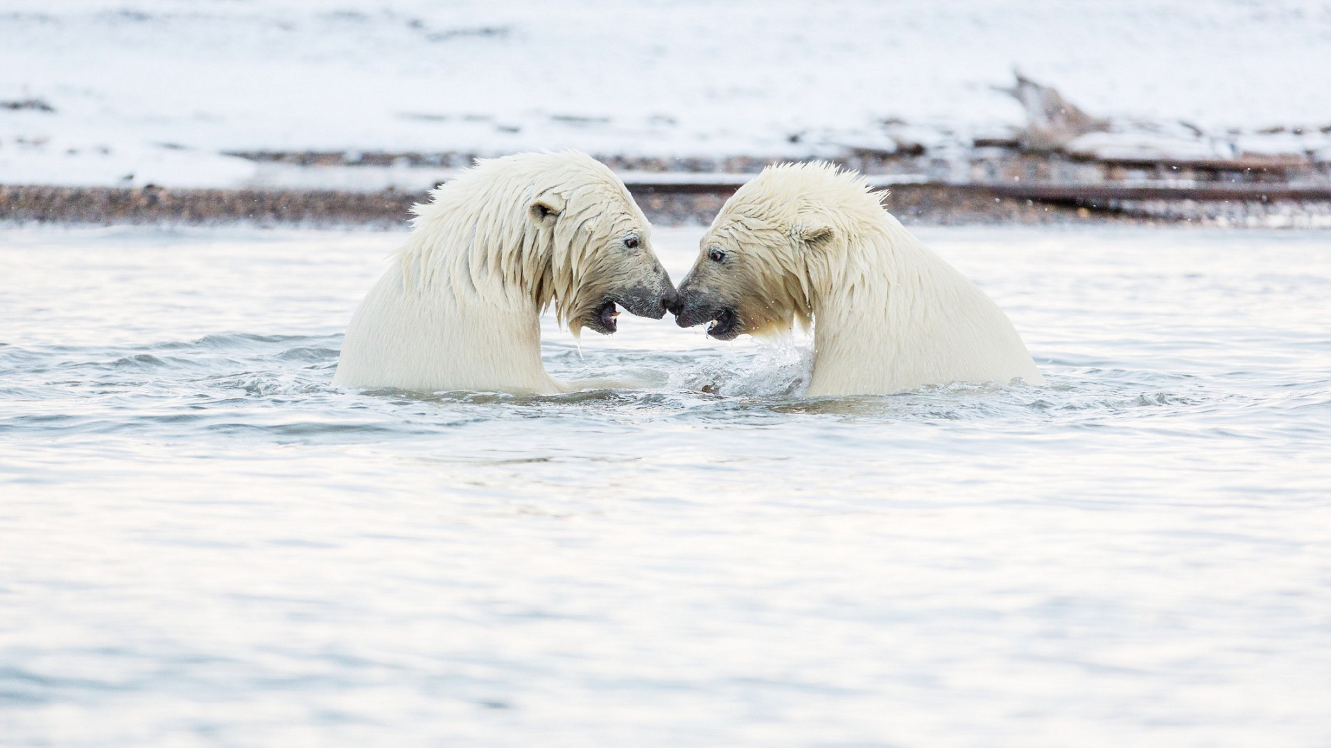 3A3A693B00000578-0-image-m-15_1478797290