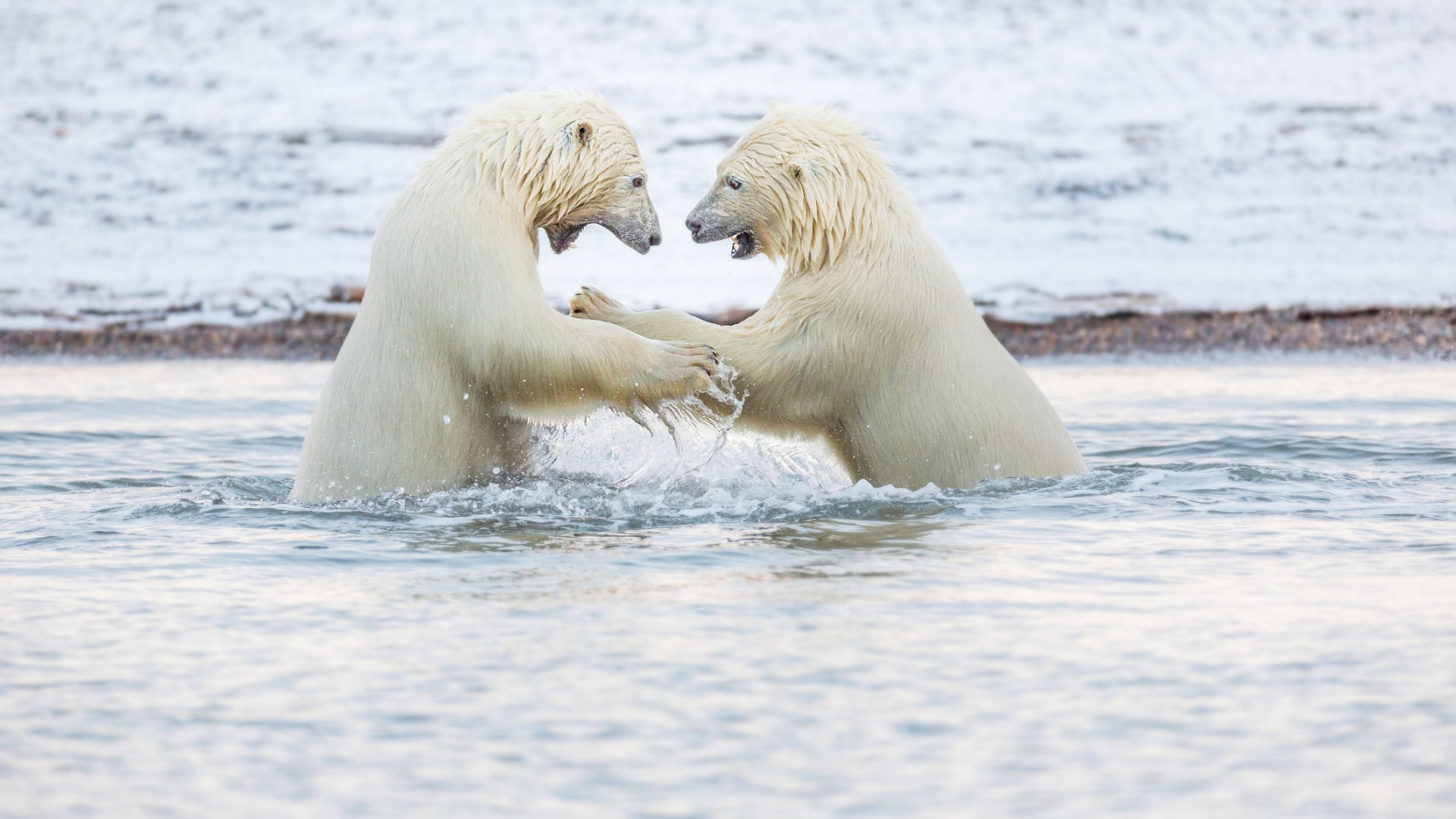 3A3A6E4300000578-0-image-m-13_1478797208