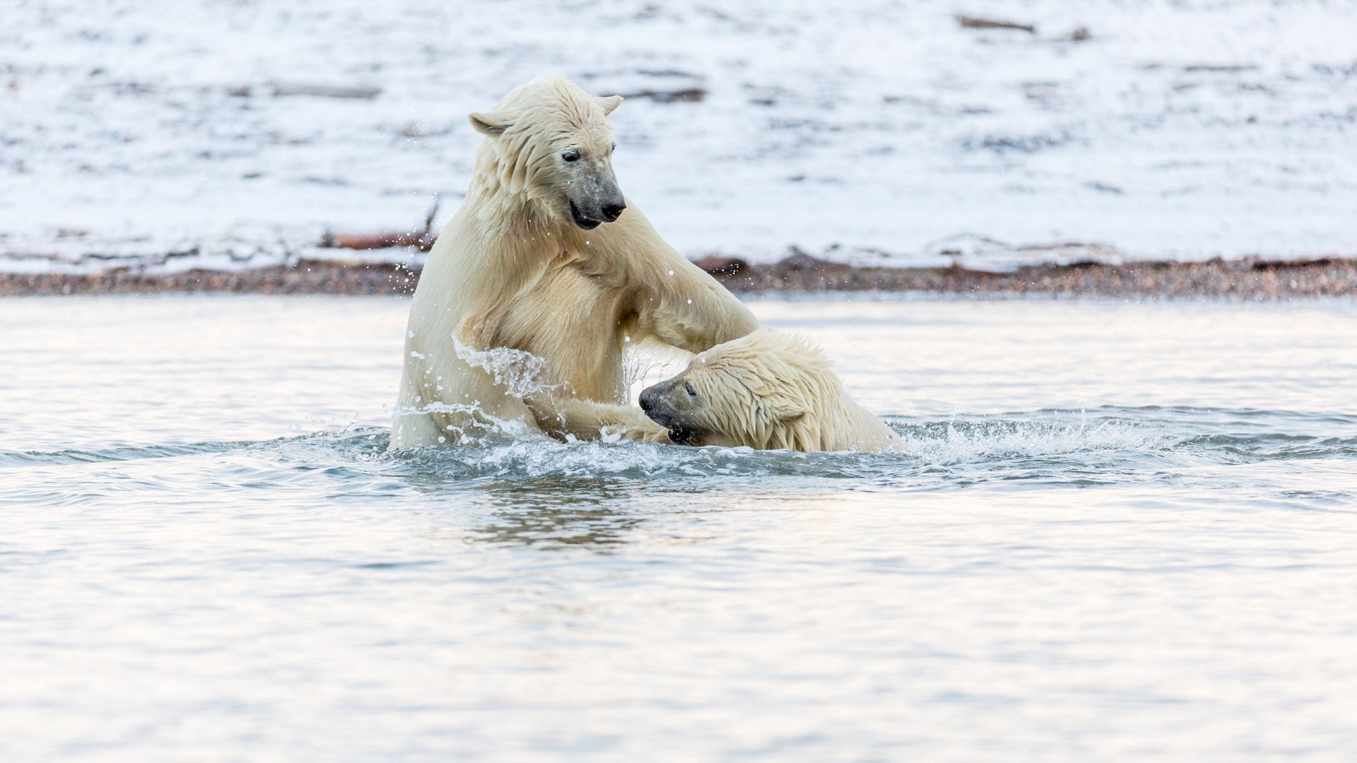 3A3A6E1400000578-0-image-m-11_1478797034