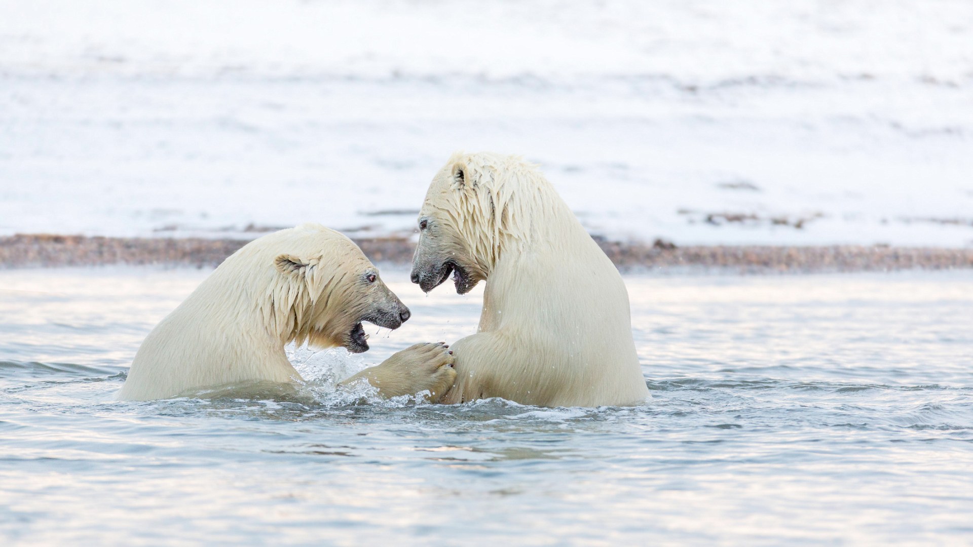 3A3A6E0200000578-0-image-m-7_14787969127