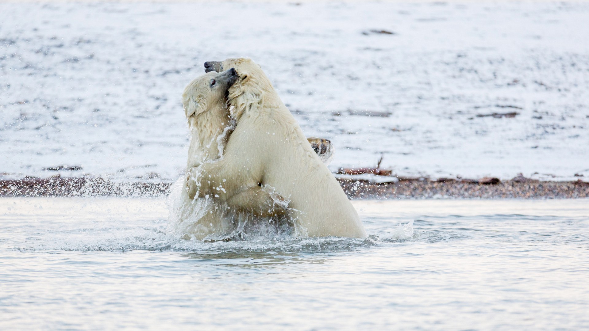 3A3A6D5A00000578-0-image-m-1_14787960775