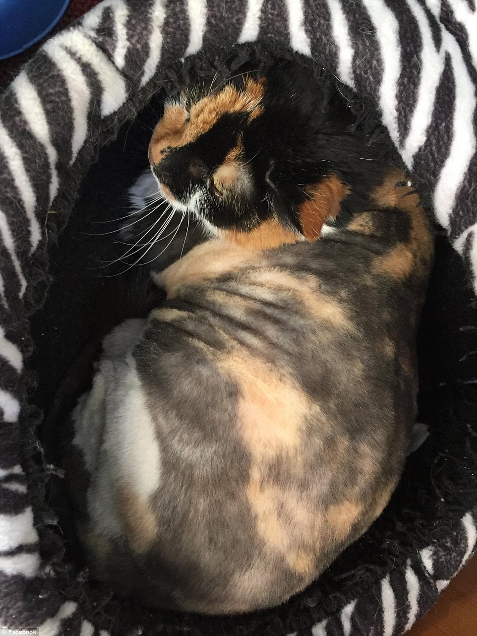 3B924D5400000578-4057230-The_cat_is_now_