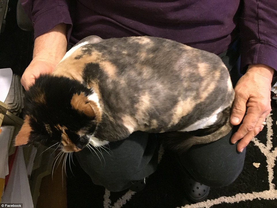 3B924D5800000578-4057230-Hidey_is_seen_i