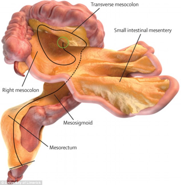 3BCFF44F00000578-4084440-The_mesentery_w