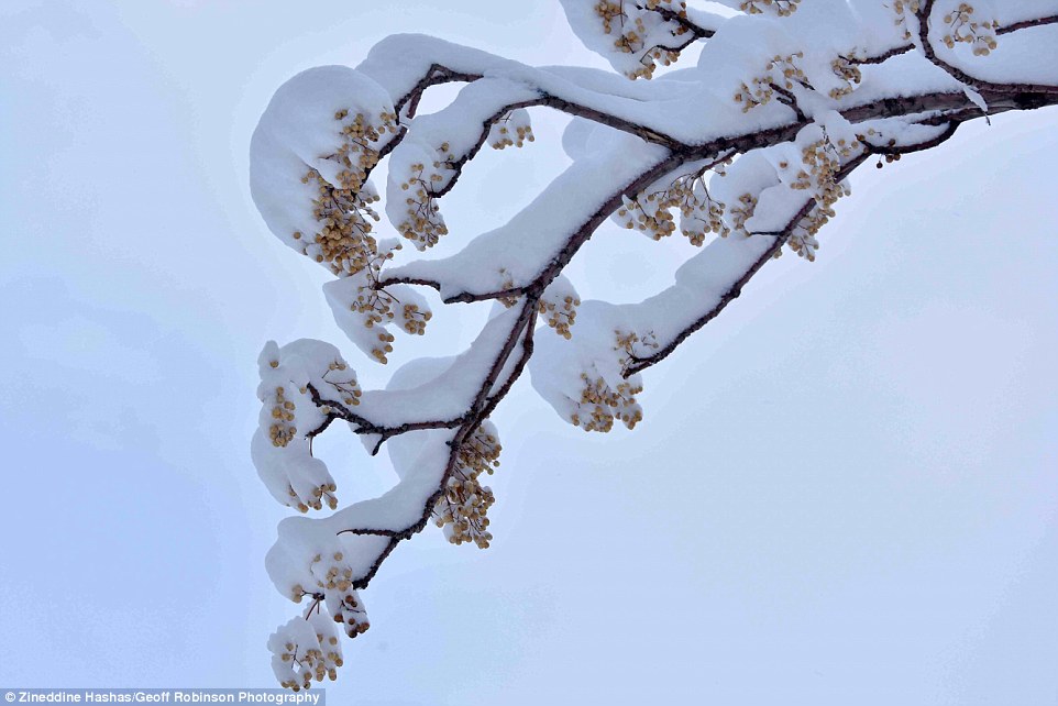 3C51E3C800000578-4140326-The_Sahara_Dese