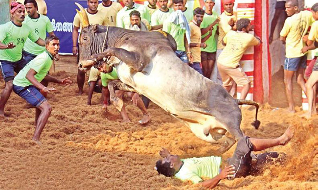 1216106654jallikattu.jpg