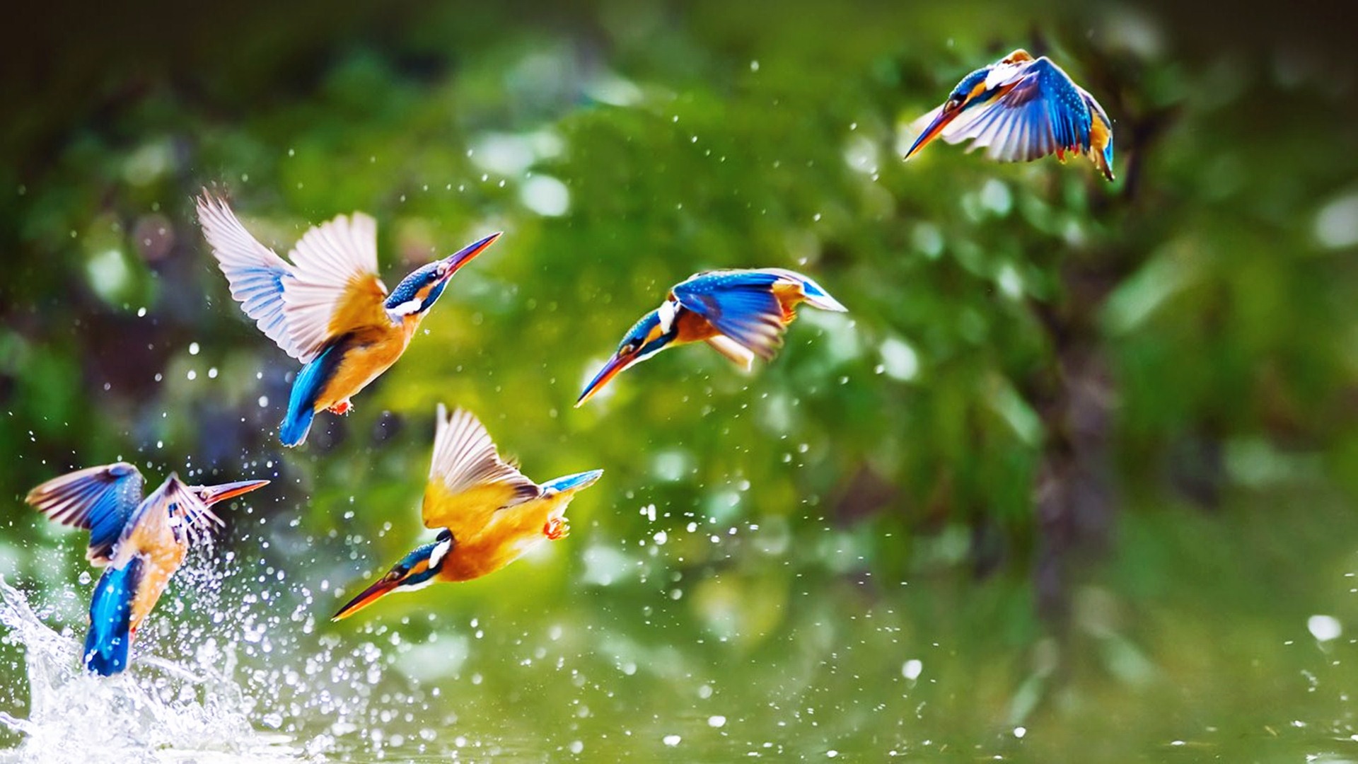 Awesome-Birds-in-Rain-Wallpapers-HD-Pict