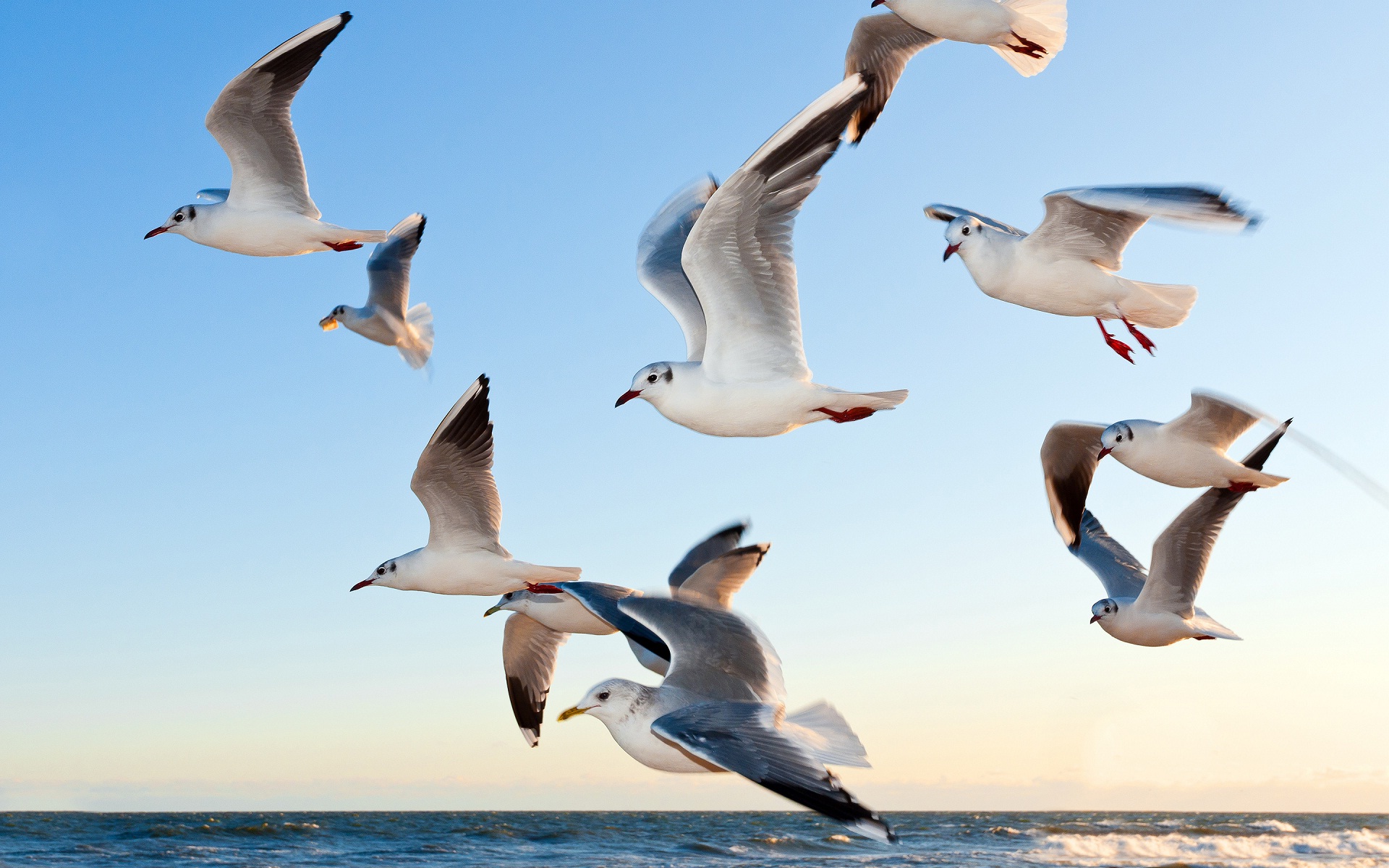 Beautiful-flying-birds-desktop-wallpaper