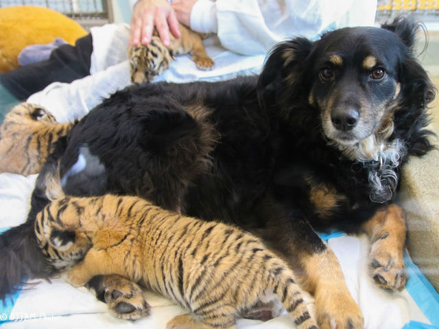 WCPO_Blakely_tiger_cubs_zoo_3_1489168871