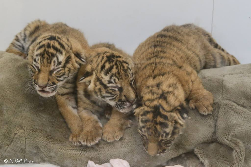 6a010535647bf3970b01bb0978a5f9970d-800wi