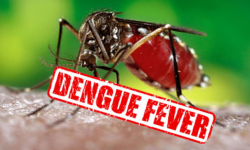 dengu-1.jpg