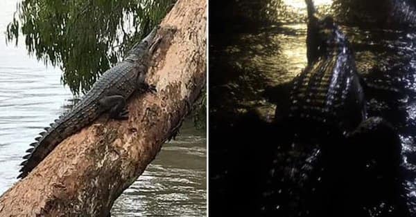 52065958_1009177175937734_74109298712636