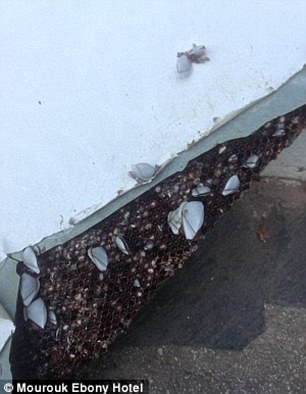 341219B500000578-3586199-image-m-53_1463