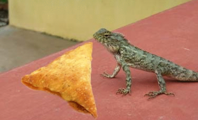 thumb_large_High-drama-after-lizard-tail