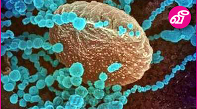 thumb___.1.617.2________________________