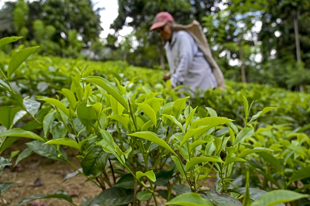 tea-plantation-owners.jpg