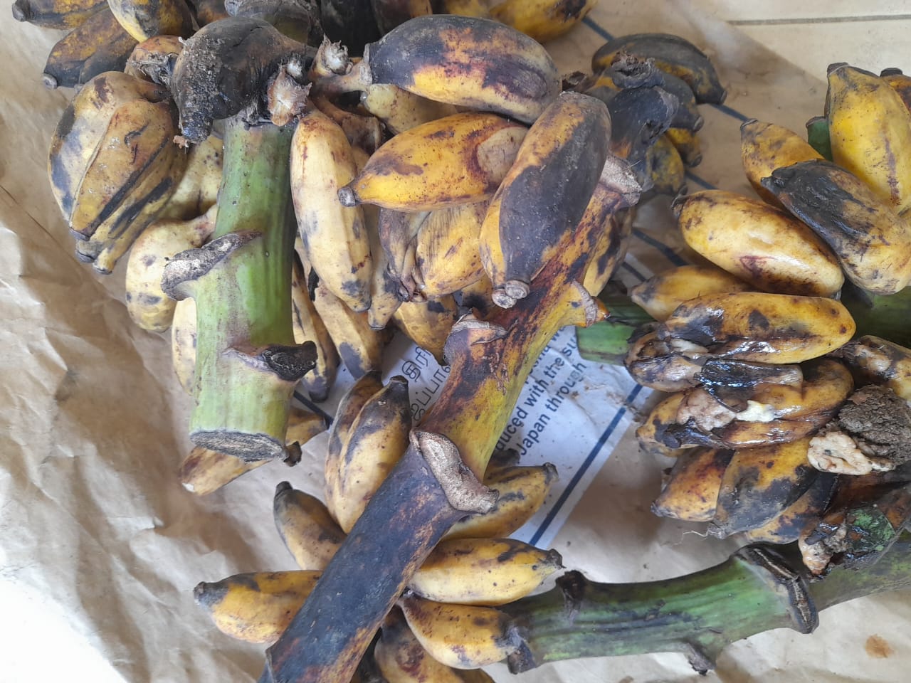 WhatsApp_Image_2024-01-04_at_00.38.28__1