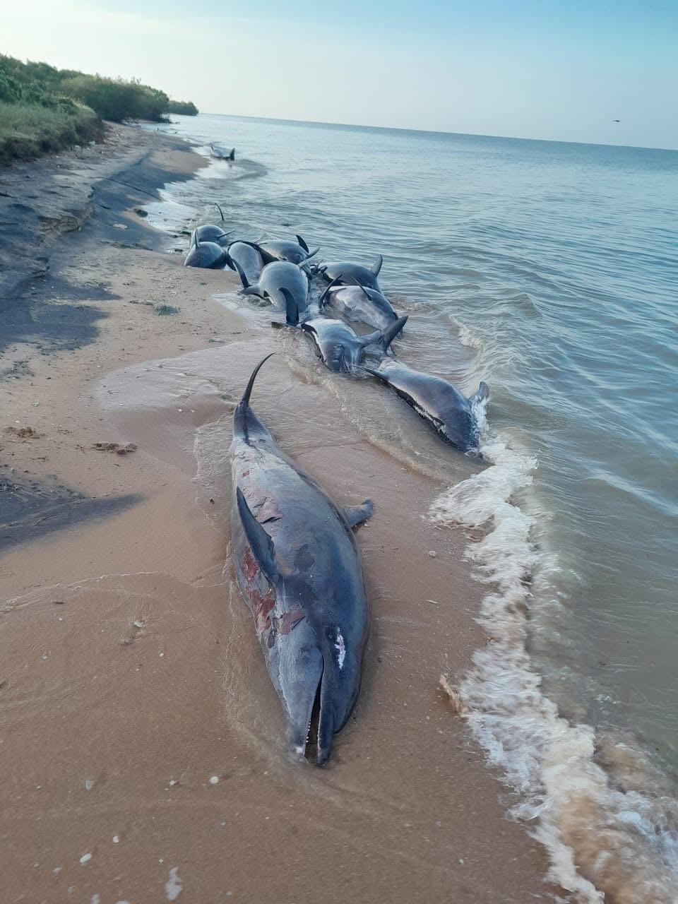 WhatsApp_Image_2025-01-08_at_3.31.18_PM.