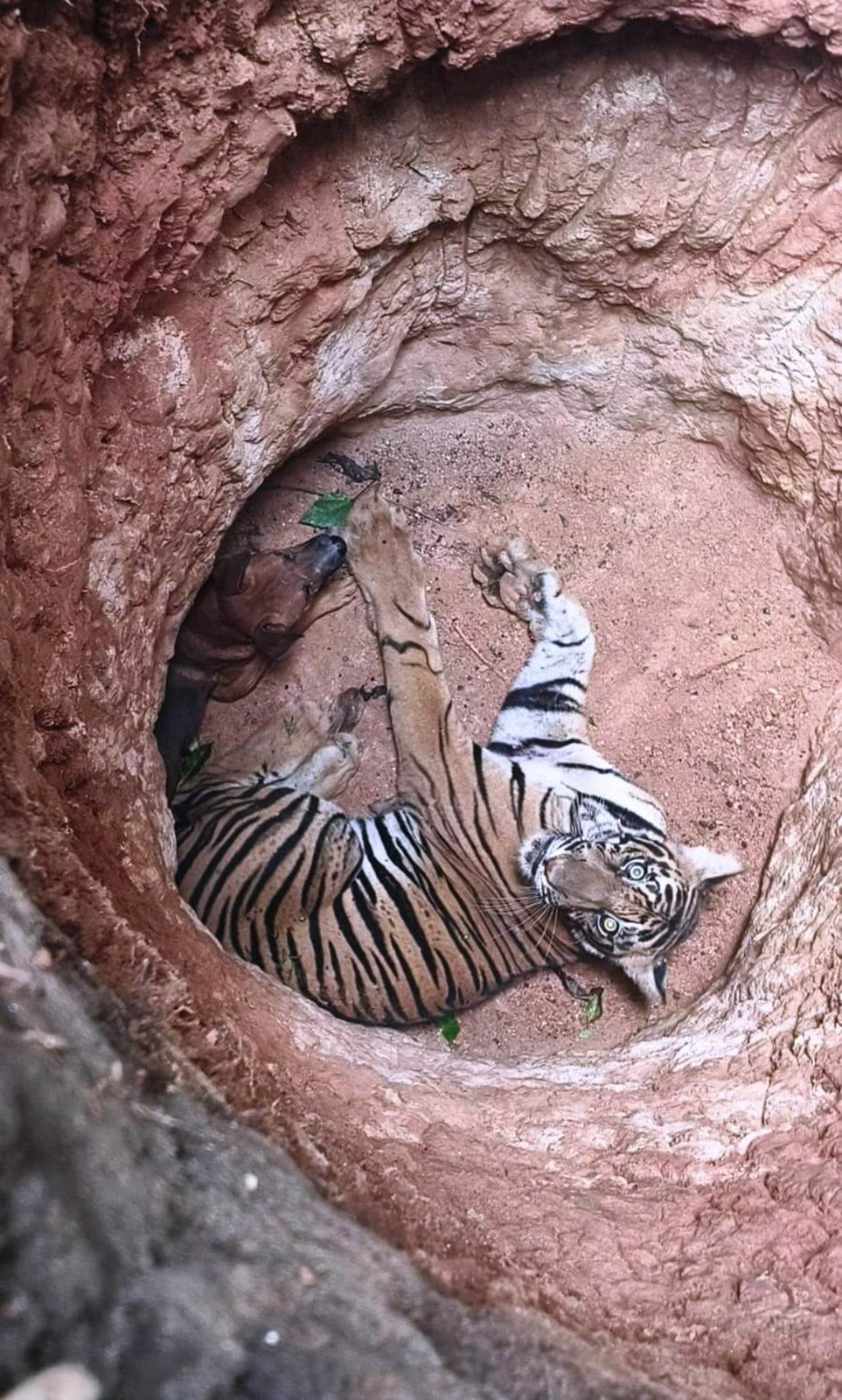 WhatsApp_Image_2025-06-09_at_00.33.57_7e