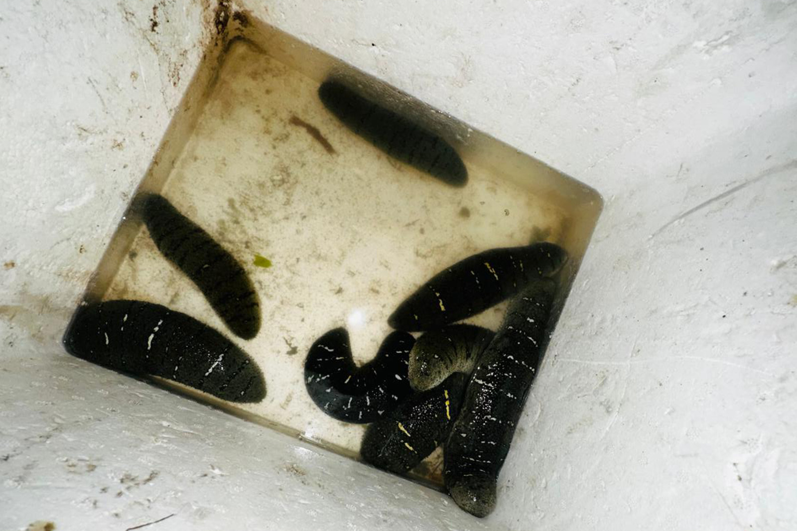 WhatsApp_Image_2026-03-20_at_17.04.49.jp