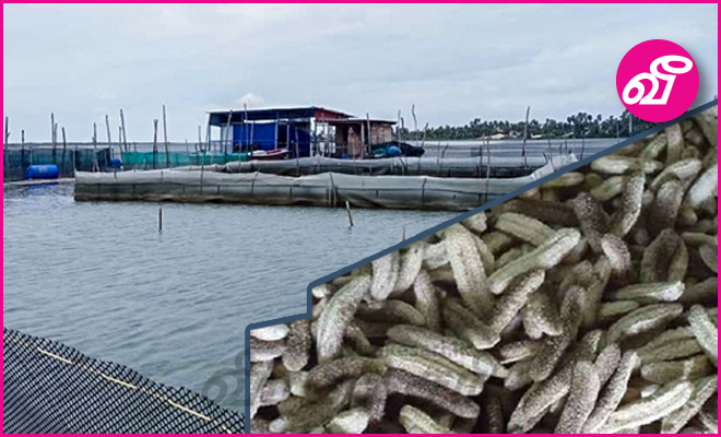 கடலட்டை பண்ணைகளால் வடக்கு மீனவர்கள் பாதிப்பு | Virakesari.lk